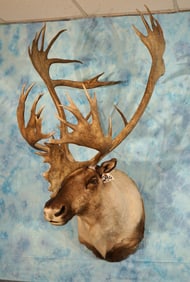 Beautiful Boone & Crockett Mountain Caribou Shoulder Taxidermy Mount