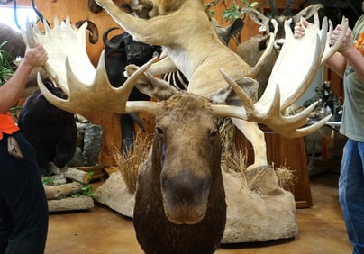 Big 29pts. Record Class Alaskan Moose Shoulder Taxidermy Mount