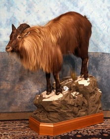 Majestic Himalayan Tahr Full Body Taxidermy Mount in Habitat