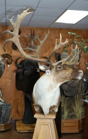 Beautiful Barren Ground Shoulder Floor Pedestal Taxidermy Mount