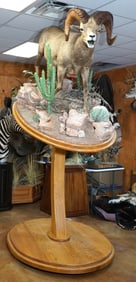 Museum Quality Boone & Crockett Desert Bighorn Sheep Full Body Taxidermy Ram Mount on Natural