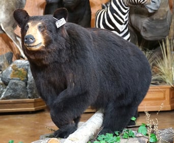 Black Bear Full Body Taxidermy Mount in Habitat