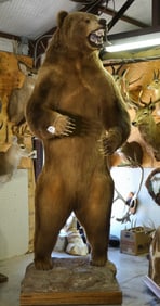 WOW! Huge Alaskan Brown Bear Full Body Taxidermy Mount