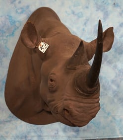 **TEXAS RESIDENTS ONLY!** Real Skin Black Rhino with Reproductions Horns Shoulder Taxidermy Mount