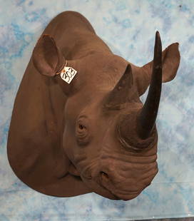 **TEXAS RESIDENTS ONLY!** Real Skin Black Rhino with Reproductions Horns Shoulder Taxidermy Mount: This Black Rhino is in fantastic condition for its age. The mount is clean and it is in excellent condition. Although the horns are reproductions, they do look very real. The detail of this mount is e