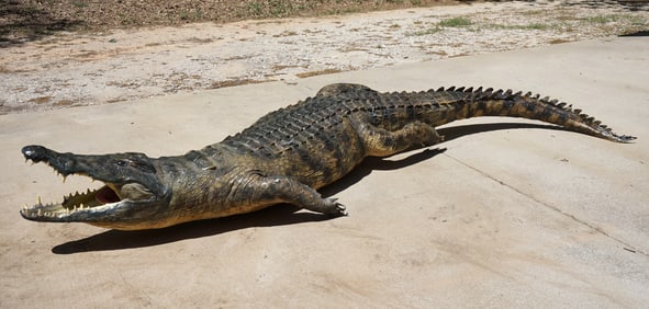 Awesome! 13ft. Real Skin African Nile Crocodile Full Body Taxidermy Mount