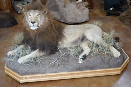 **TEXAS RESIDENTS ONLY!** Majestic African Lion Full Body Mount in Habitat