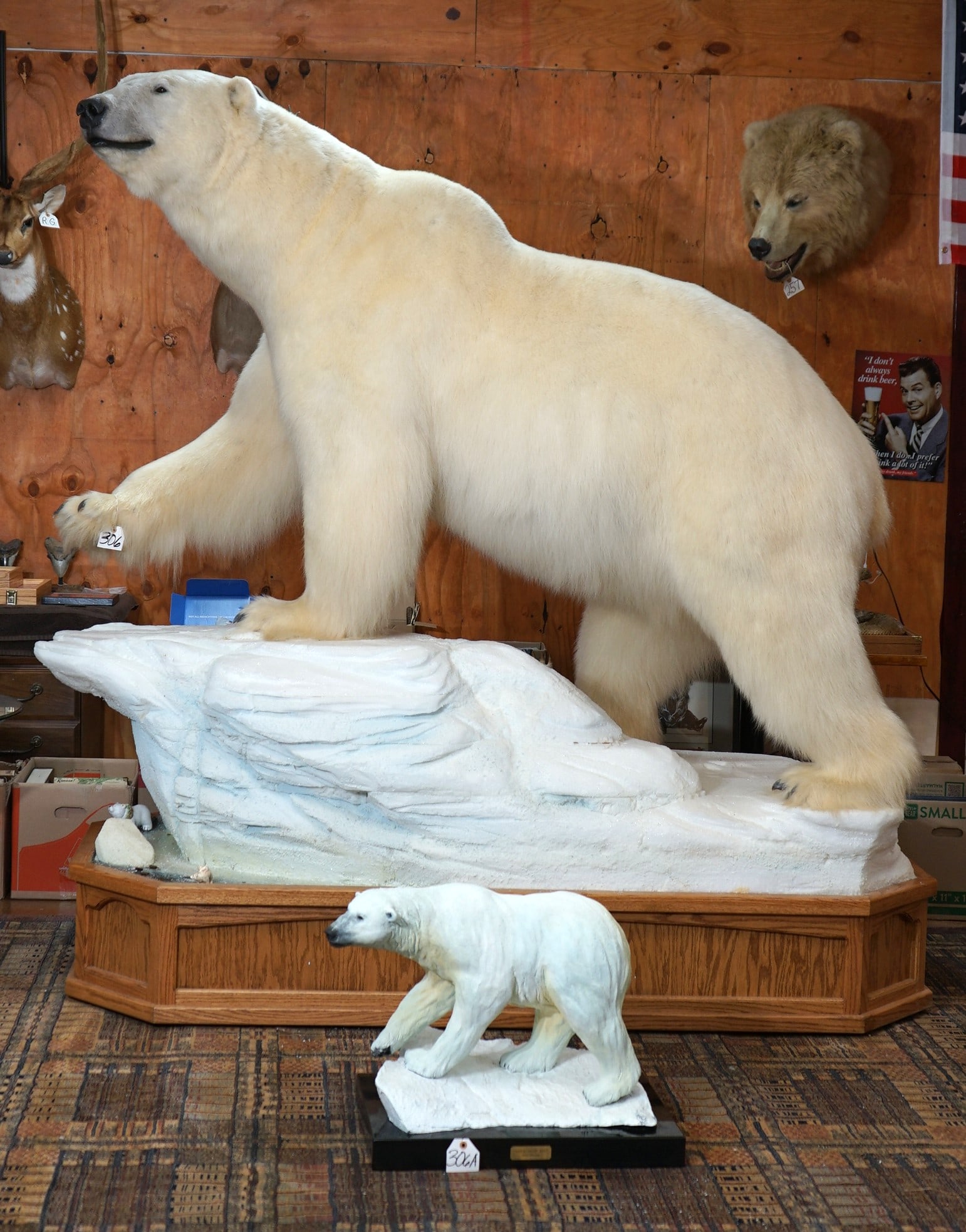 Museum Quality Pre Marine Mammal Act Legal and Super Awesome Record Class Polar Bear Full Body Mount (1 of 12)