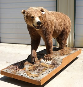 Alaskan Brown Bear Full Body Taxidermy Mount