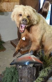 Alaskan Grizzly Bear with Salmon Full Body Taxidermy Mount