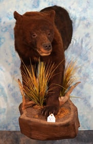 Cool! Half Body Cinnamon Colored Black Bear Taxidermy Mount