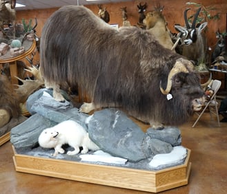 Outstanding Quality Muskox with Arctic Fox on Natural Habitat Base Full Body Taxidermy Mount