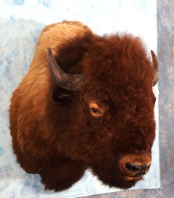 Large American Bison Shoulder Taxidermy Mount