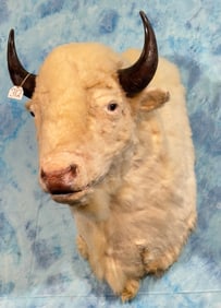 Cool! White American Bison Shoulder Taxidermy Mount
