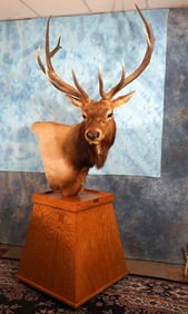 Boone & Crockett Roosevelt's Elk Shoulder Floor Pedestal Taxidermy Mount
