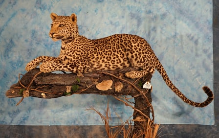 **TEXAS RESIDENTS ONLY** African Leopard Full Body Taxidermy Mount in Natural Habitat