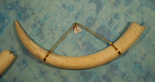 Legal Pre-Ivory Ban Pair of Hanging African Elephant Tusk Taxidermy **Texas Residents Only!**