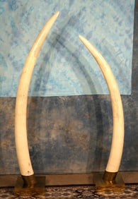 Nice Set of Pre-Ivory Ban Legal African Elephant Tusk in Display Stand Taxidermy **Texas Residents