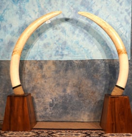 Legal Pre-Ivory Ban African Elephant Tusk on Display Stand Taxidermy **Texas Residents Only**
