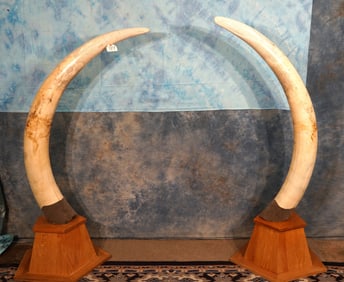 Pre-Ivory Ban Legal Pair of African Elephant Tusk on Display Stands Taxidermy **Texas Residents