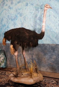Cool! Full Body Ostrich Taxidermy Bird Mount