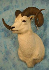 Beautiful Alaskan Dall Sheep Shoulder Taxidermy Mount
