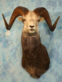 Beautiful Stone Sheep Shoulder Taxidermy Ram Mount