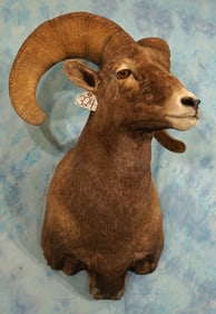 Rocky Mountain Bighorn Sheep Shoulder Taxidermy Ram Mount