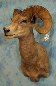 Desert Bighorn Sheep Shoulder Taxidermy Ram Mount