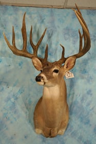 175+ gross 12pts. South Texas Whitetail Deer Shoulder Taxidermy Mount