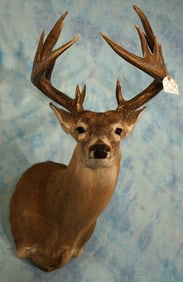 165+ gross 20pts. Canadian Whitetail Deer Shoulder Taxidermy Mount