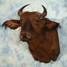 Rare African Dwarf Forest Buffalo Shoulder Taxidermy Mount