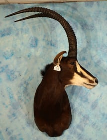 African Sable Antelope Shoulder Taxidermy Mount