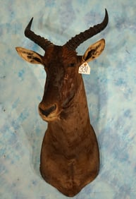 African Tsessebee  Shoulder Taxidermy Mount