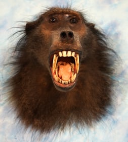 Ferocious African Chacma Baboon Shoulder Taxidermy Mount