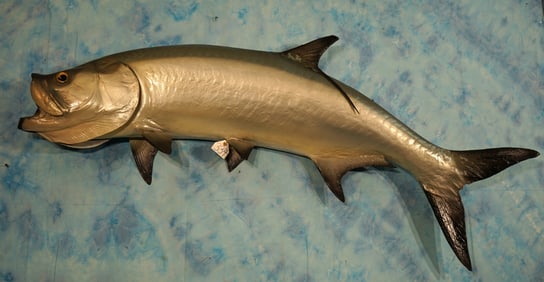5ft. 8" Tarpon Fiberglass Reproduction Taxidermy Fish Mount