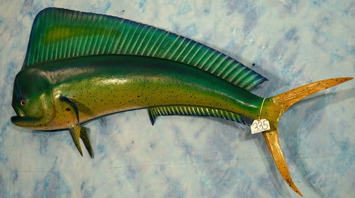 57 1/2" Dorado "Mahi-Mahi" Fiberglass Reproduction Taxidermy Fish Mount