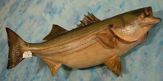 40" Real Skin Striped Bass Taxidermy Fish Mount