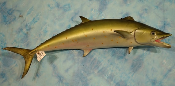 39 1/4" Fiberglass Reproduction Spanish Mackerel Taxidermy Fish Mount