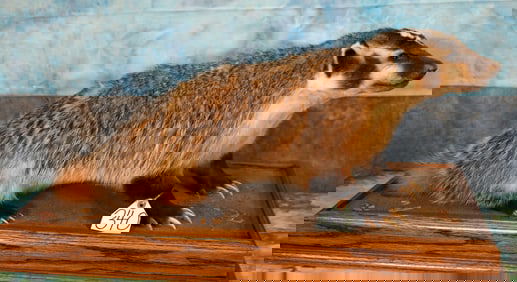 Full Body American Badger Taxidermy Mount in Habitat