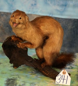 Full Body Mink Taxidermy Mount in Habitat
