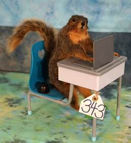 Cool! Laptop Squirrel Novelty Taxidermy Mount