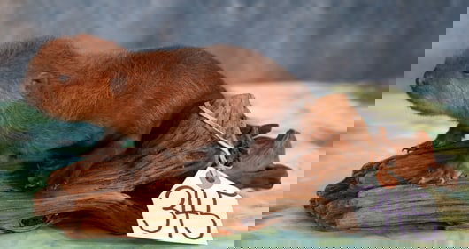 Beautiful Baby Beaver Full Body Taxidermy Mount