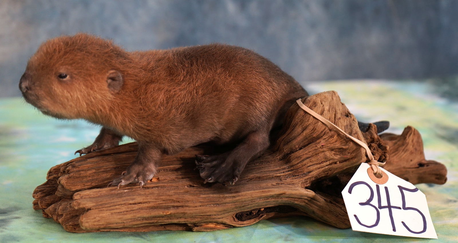 Beautiful Baby Beaver Full Body Taxidermy Mount: This Baby was stillborn and was not taken for the purpose of mounting. The mount is new, clean, and in mint condition. The Baby Beaver is very lifelike and natural. The taxidermy quality is outstandin