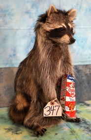 Raccoon Eating Cracker Jacks Novelty Taxidermy Mount