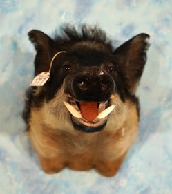 Wild Feral Hog Shoulder Taxidermy Boar Mount