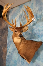 Extra Large 19pts. 256 3/8 gross Whitetail Deer Shoulder Taxidermy Mount