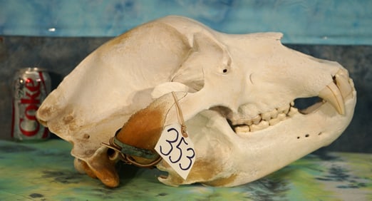 Large Record Class Alaskan Brown Bear Complete Skull Taxidermy