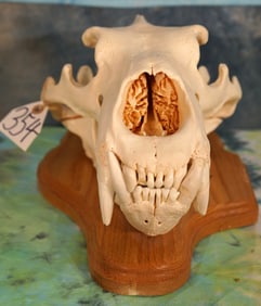 Legal Pre Marine Mammal Act Complete Record Class Polar Bear Skull Taxidermy **U.S. Residents Only!*
