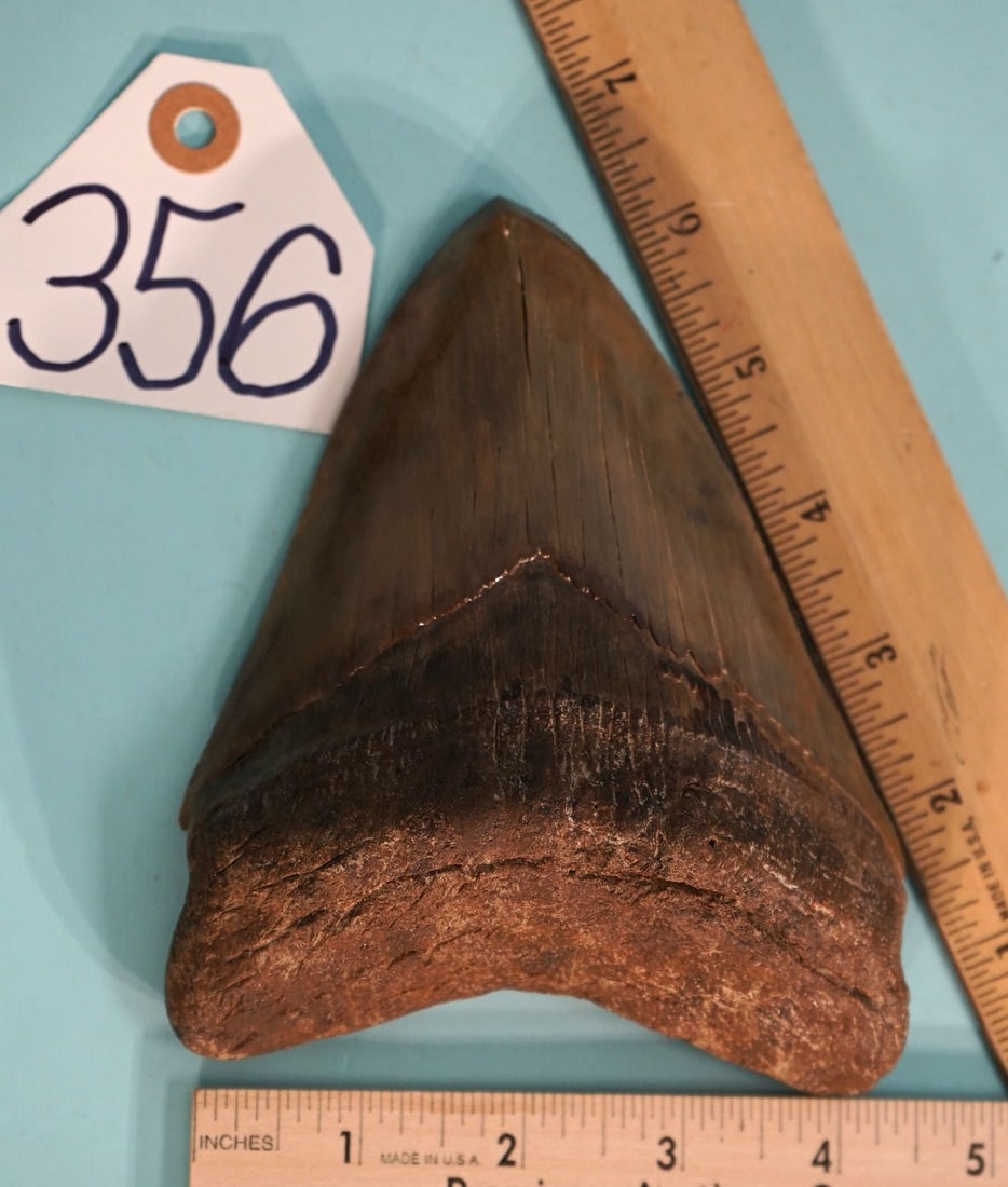 Super Giant Rare 6 3/8" Megalodon Prehistoric Fossil Shark Tooth: This tooth is in pristine like condition, or as good as a tooth that's thousands of years old can come. This one is one in two thousand. Even the serrations are still sharp enough to cut meat with. Th